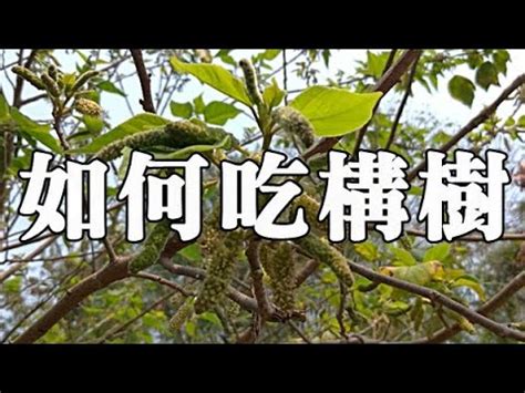 構樹根功效|構樹的功效與作用